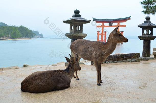 鹿向宫岛岛