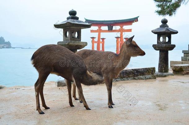 鹿向宫岛岛