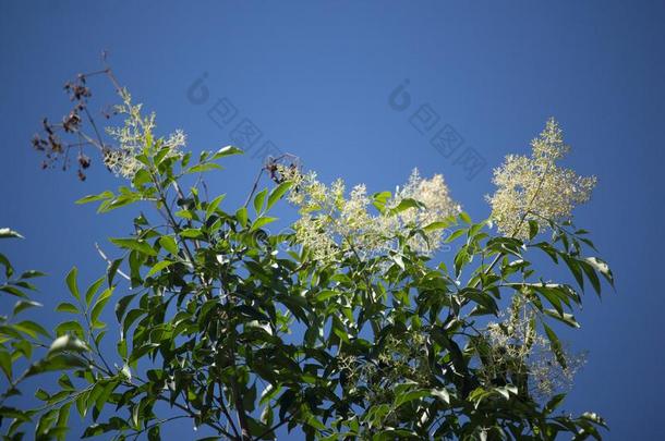 白色的花采用蓝色天或Frax采用us<strong>格里菲斯</strong>树