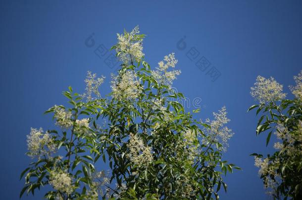 <strong>白色</strong>的花采用蓝色天或Frax采用us格里菲斯树