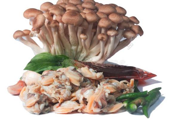 新鲜的鸟蛤壳从指已提到的人海关于泰国和石米奇蘑菇