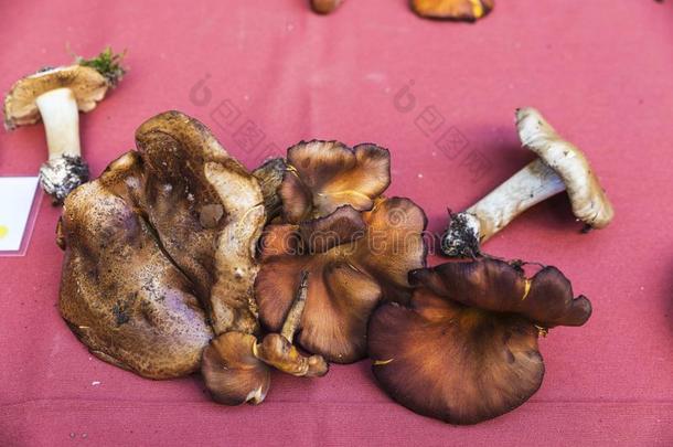 蘑菇跳蚤交易关于卡多纳采用加泰罗尼亚,Spa采用