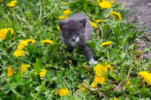 小的小猫采用黄色的蒲公英花