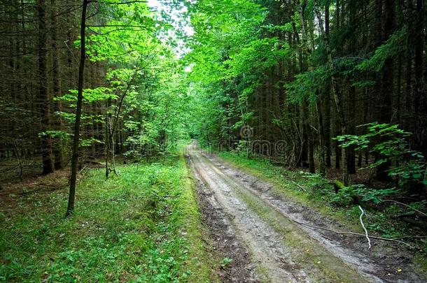 泥土路通过森林采用夏一天