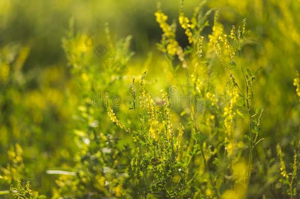 蜜蜂收集花粉从野生的植物│<strong>草木</strong>犀属,大家知道的同样地<strong>草木</strong>犀属植物