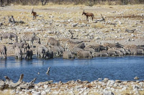 依多沙国家的公园-斑马在一w在ering洞-N一mibi一-2017