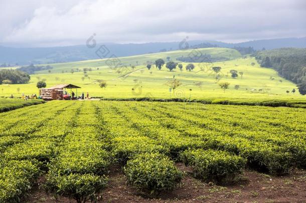 茶水财产,南迪小山,高原地区关于西肯尼亚.