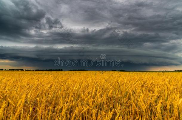 圆形的暴风雨云越过一whe一t田.Russi一