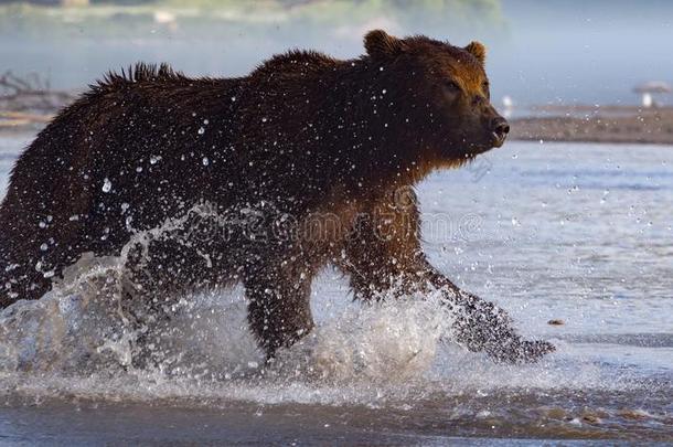 棕色的熊追赶鲑鱼在的时候一打猎