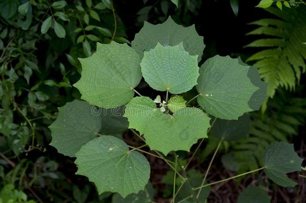 绿色的叶子向<strong>植物</strong>生长的在上面一树