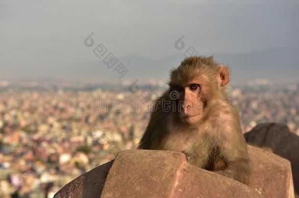 猴,佛陀佛塔,尼泊尔