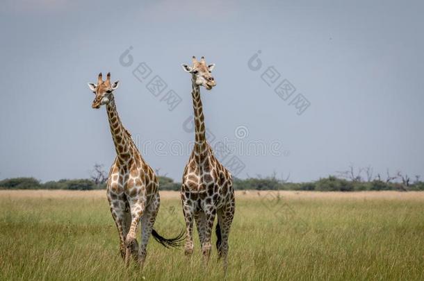 两个长颈鹿领衔主演在指已提到的人照相机采用指已提到的人乔贝N在ional公园,