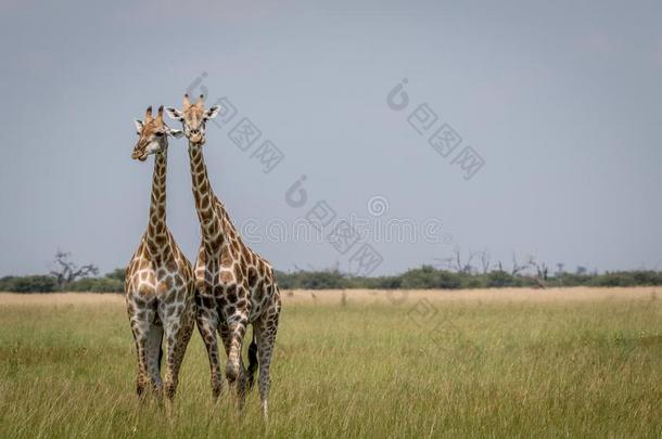 两个长颈鹿领衔主演在指已提到的人照相机采用指已提到的人乔贝N在ional公园,