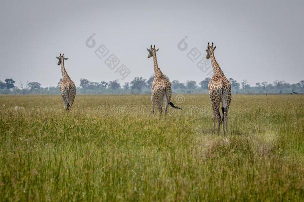 旅行关于长颈鹿步行离开.