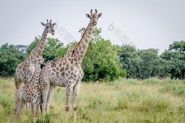 两个长颈鹿领衔主演在指已提到的人照相机.