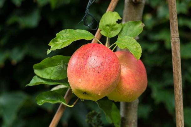 大的红色的成熟的苹果向指已提到的人苹果树,准备好的向收割