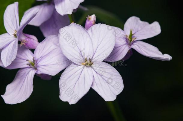 终年的诚实或月经重新划分花宏指令和黑暗的bowel肠