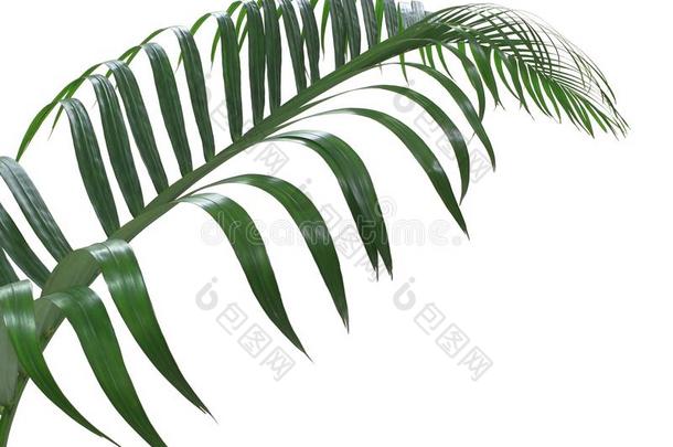 观念夏和绿色的手掌叶子从热带的.蕨类或棕榈类植物的叶子花的