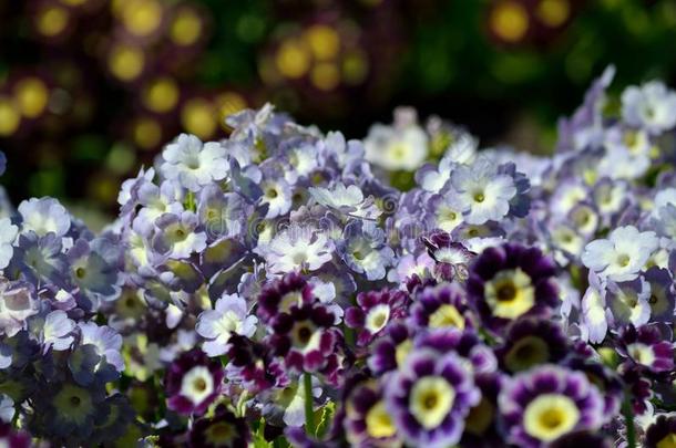 美丽的紫罗兰,黄色的和紫色的樱草属的植物字母x,毛竹花