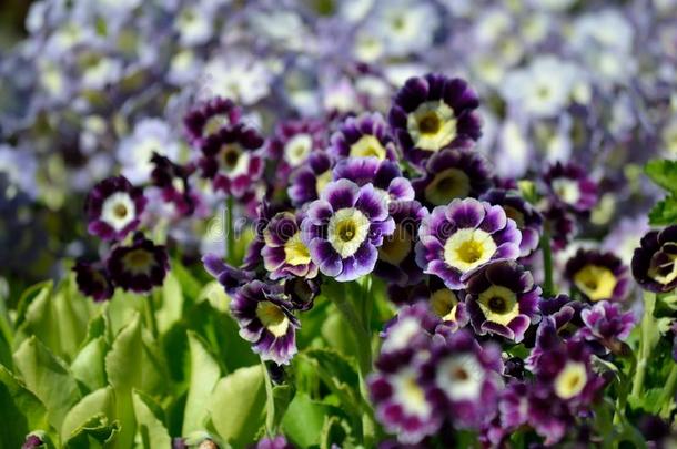 美丽的紫罗兰,黄色的和紫色的樱草属的植物字母x,毛竹花