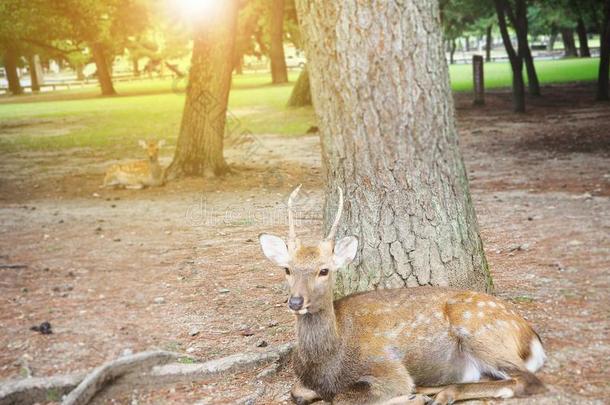 鹿步行大约在奈良公园