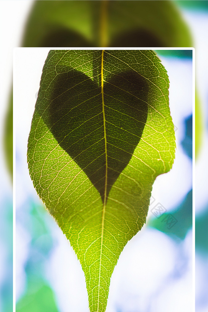 植物摄影大片的绿植配图设计