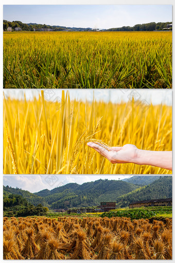 蓝天与稻田摄影图图片
