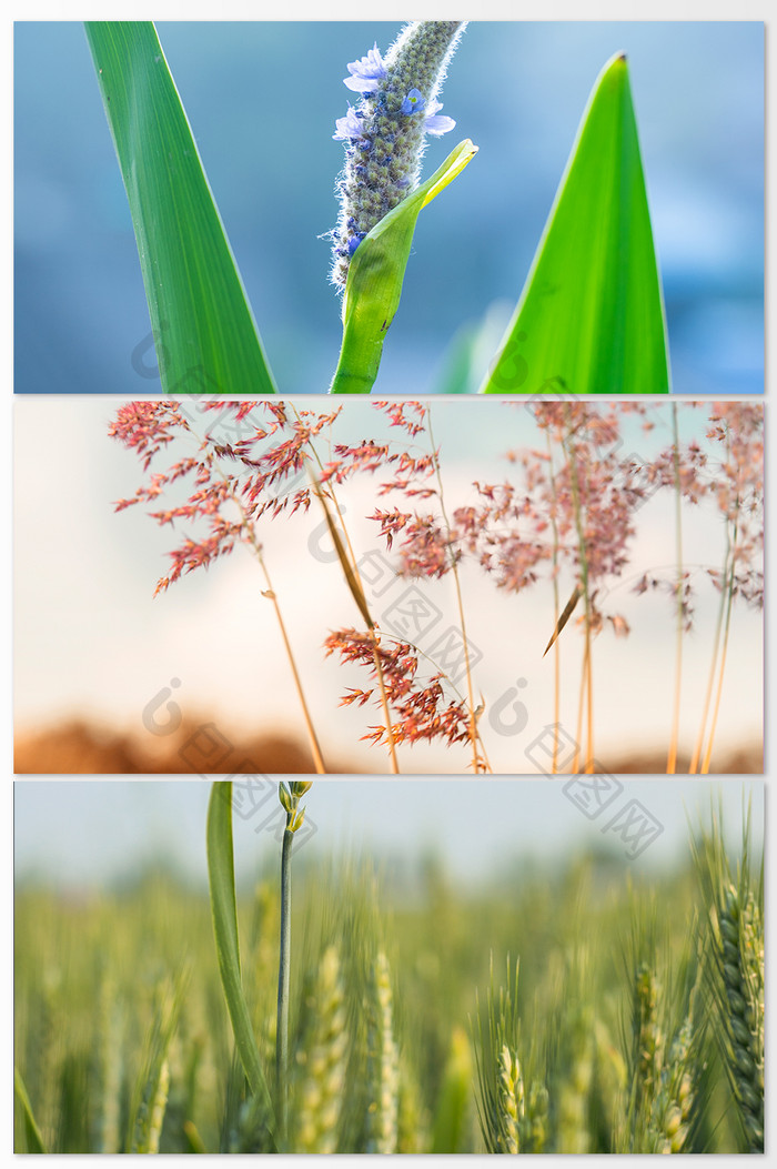 金色阳光下的植物风景图