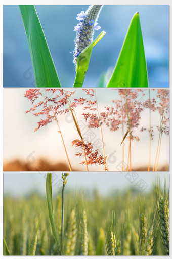 金色阳光下的植物风景图图片