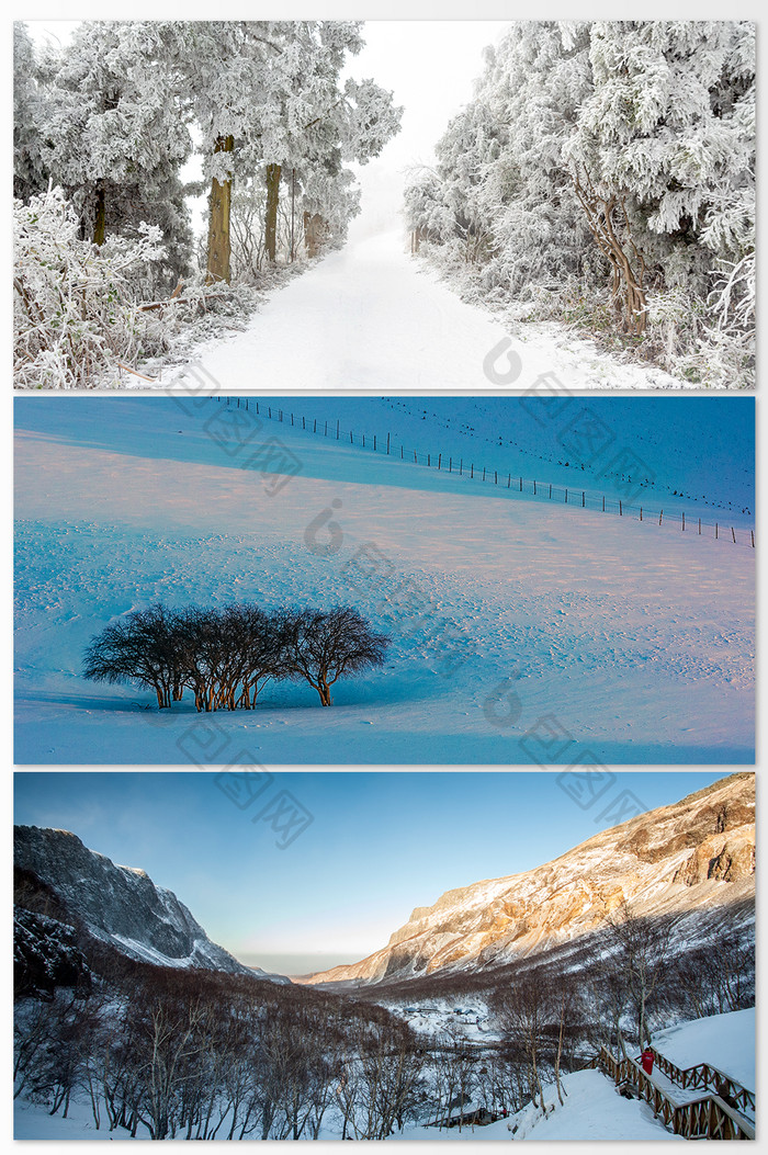 被雪覆盖的松树枝丫摄影图