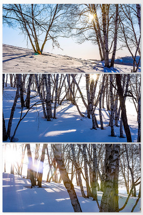 阳光透过树林的雪地摄影图片