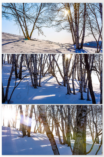 阳光透过树林的雪地摄影图片