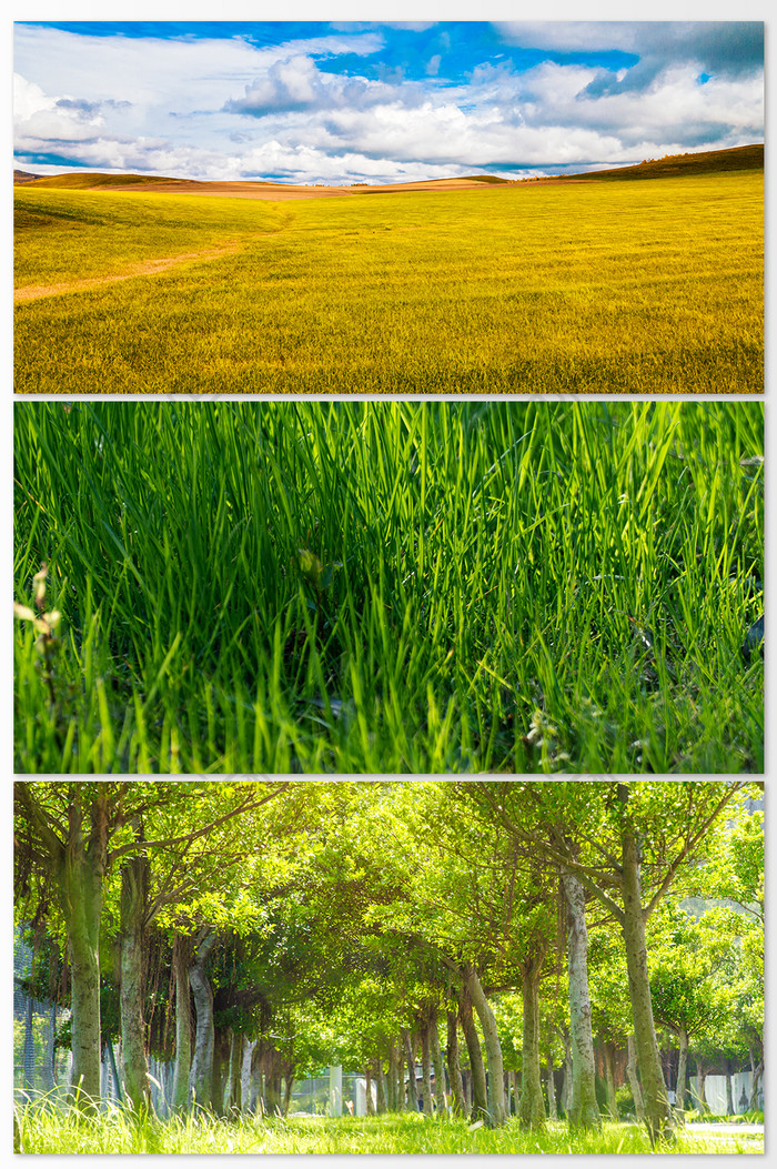 树林中的绿色草地摄影图