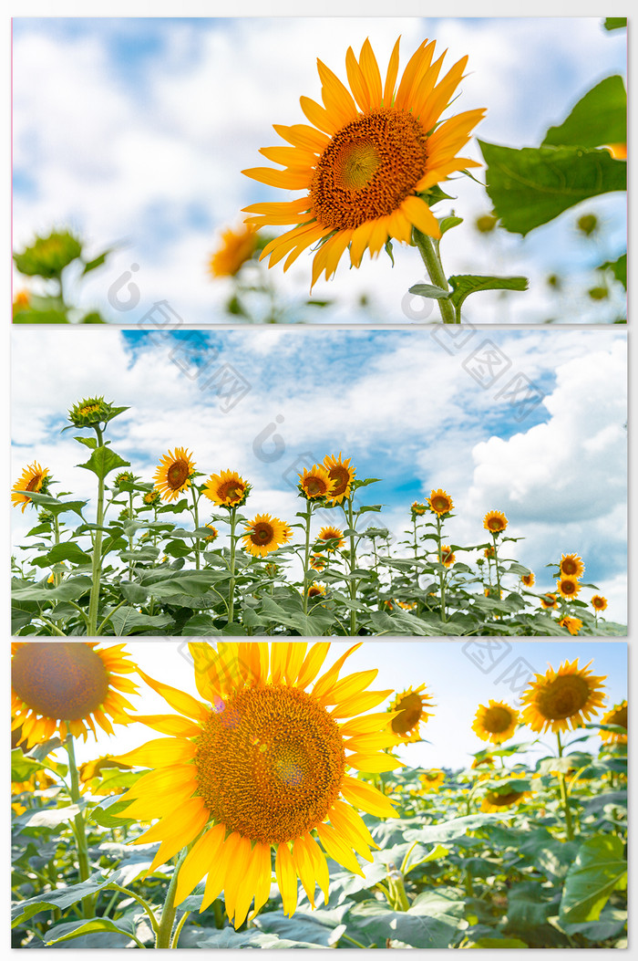 蓝天下向日葵花卉摄影图
