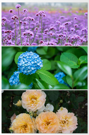 温暖阳光下的清新花卉植物摄影图图片