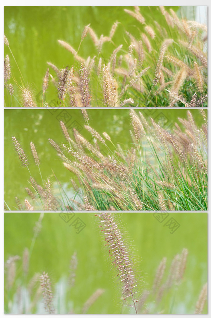 绿草地风景摄影图