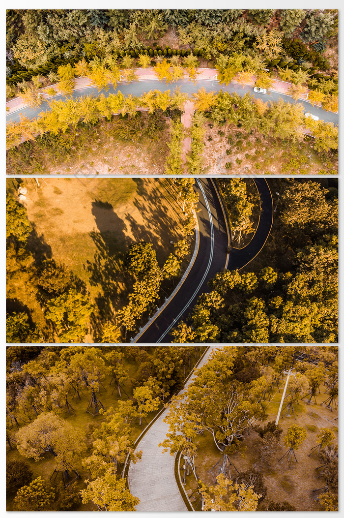 绿色调树林中的小道摄影图
