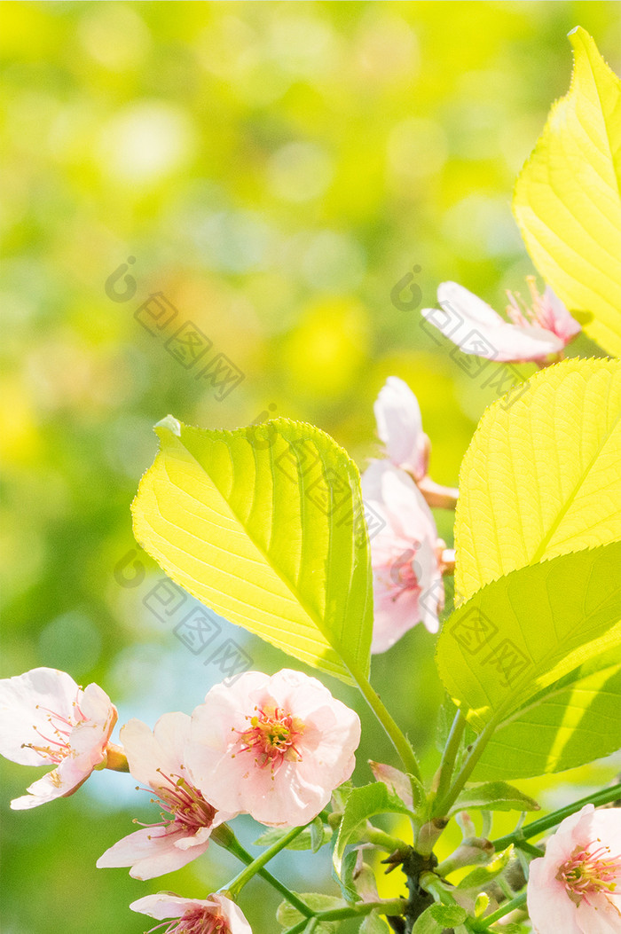 手绘花卉手机壁纸