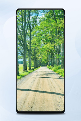 自然风景黑松林道路摄影手机壁纸