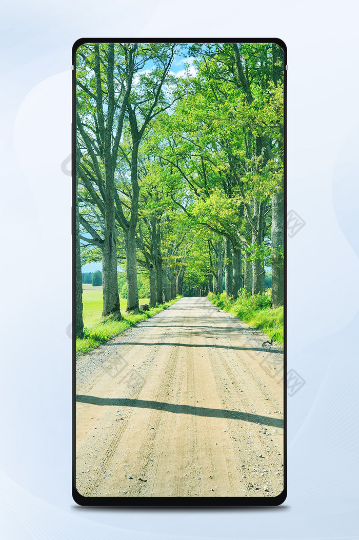 自然风景黑松林道路摄影手机壁纸图片图片