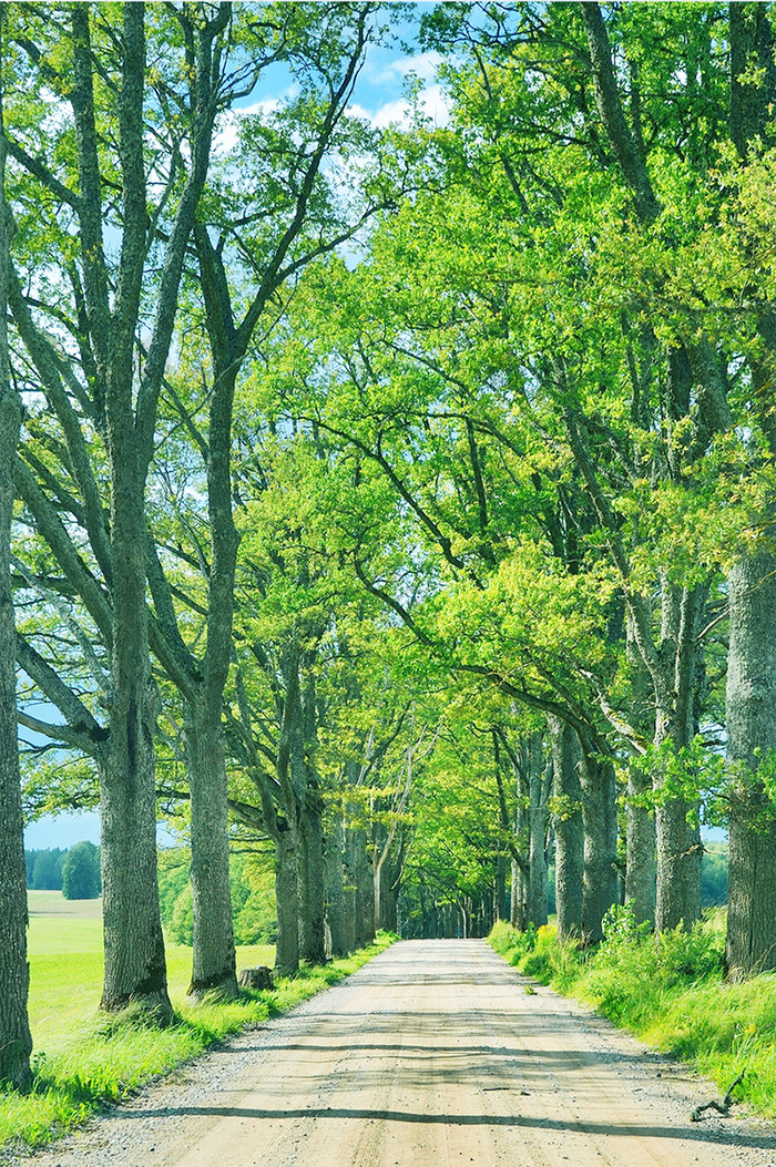 自然风景黑松林道路摄影手机壁纸