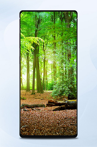 绿色调春季的树林摄影手机壁纸图片