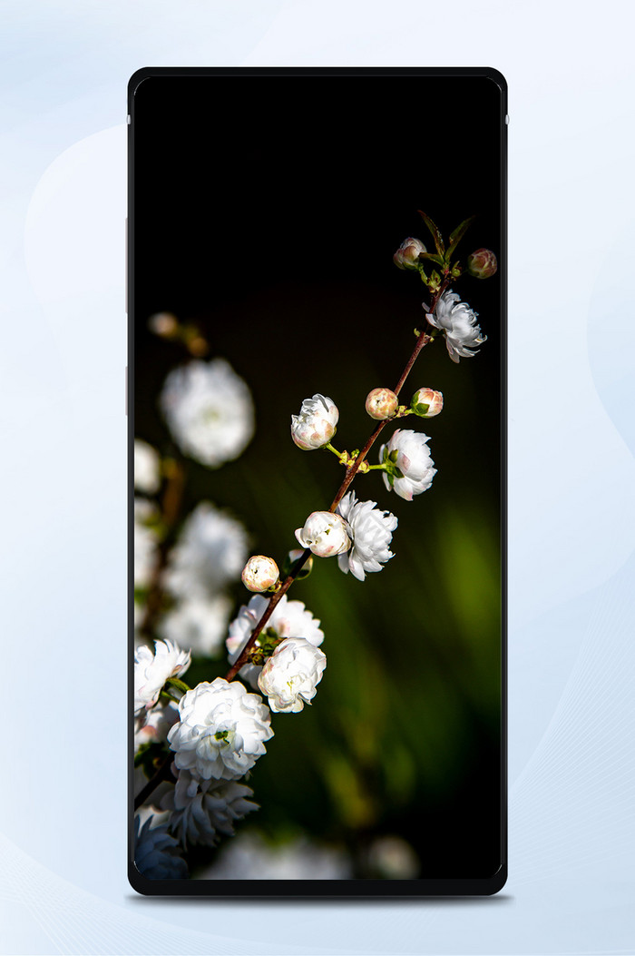 千层樱花摄影手机壁纸图片
