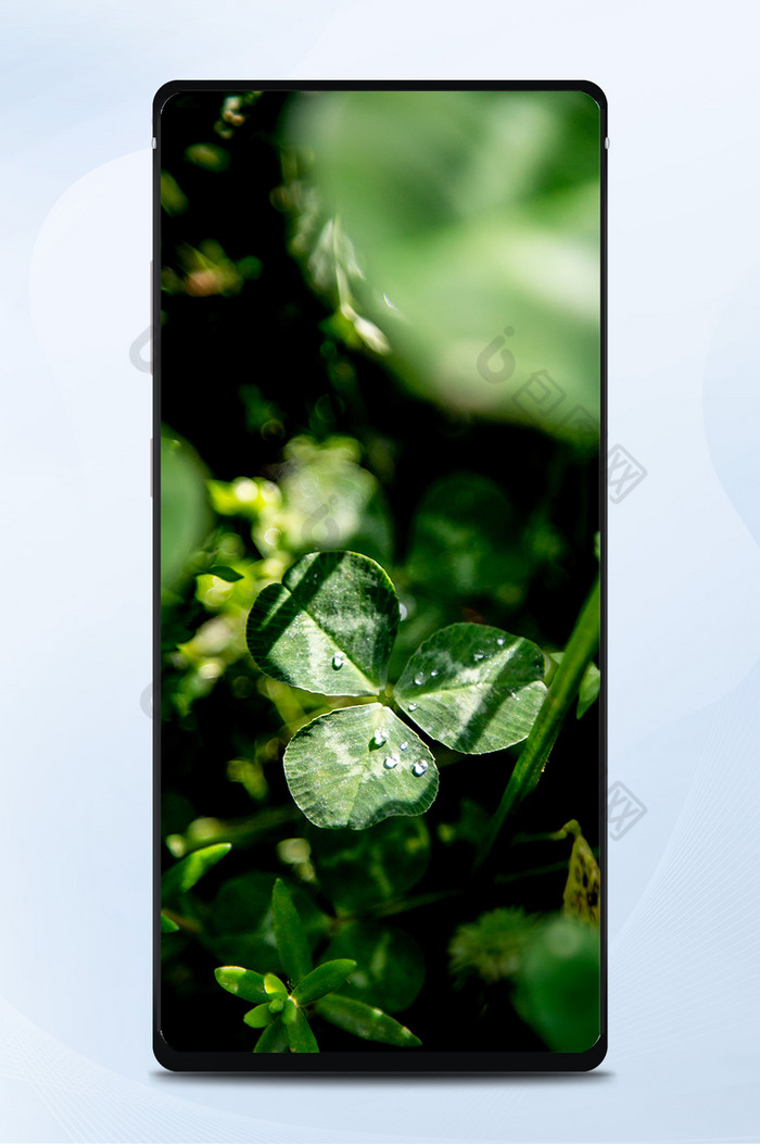 自然风景雨后的三叶草手机壁纸图片图片
