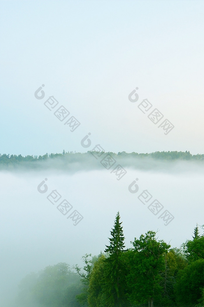 绿色调雾气缭绕的森林摄影手机壁纸