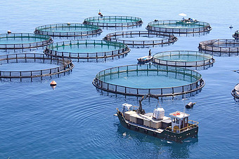 鱼类养殖