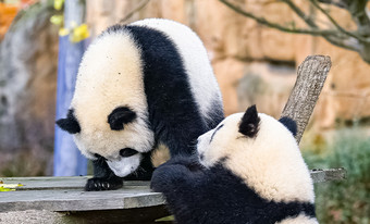 可爱熊猫摄影图