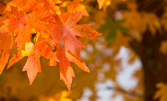 秋日氛围摄影图