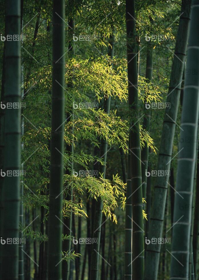 森林中的一组高大的竹树网图片-包图网