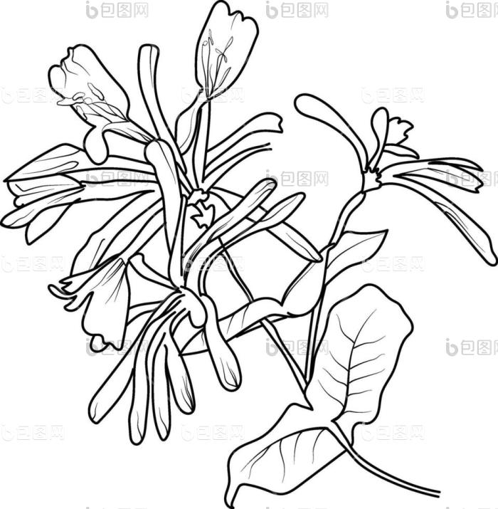 素描金银花一朵美丽的花的插图带有一束金银